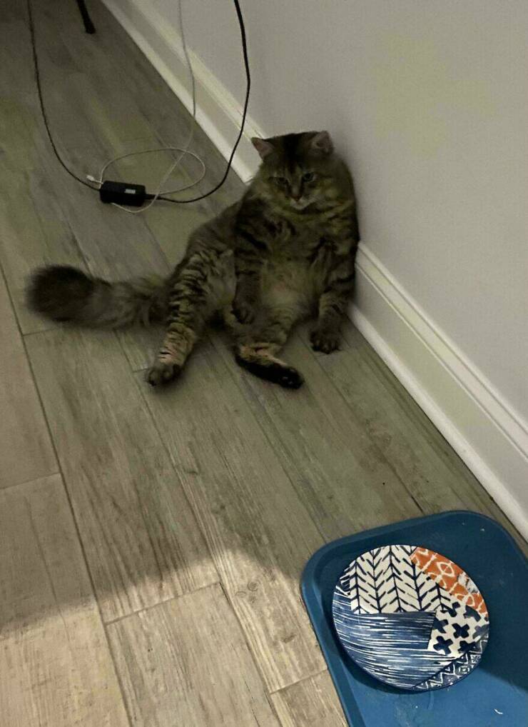 Funny Animal Pics That Are Guaranteed To Brighten Your Day