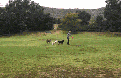 Daily Gifdump Daily Gifdump