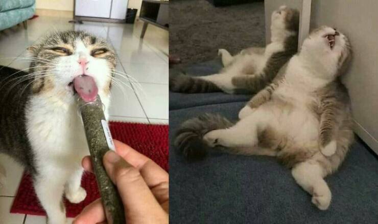 Adorable Cat Photos That Will Instantly Brighten Your Day