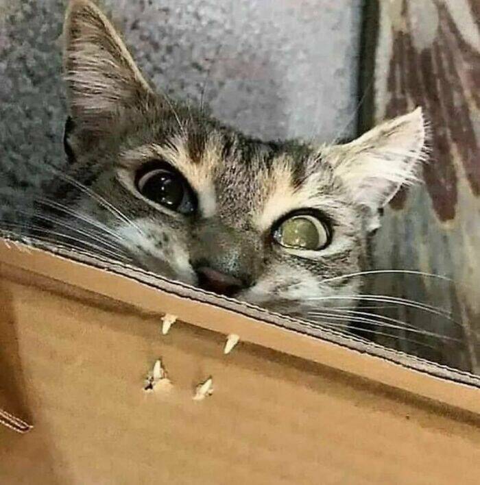 Adorable Cat Photos That Will Instantly Brighten Your Day