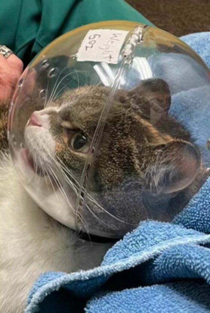 Adorable Cat Photos That Will Instantly Brighten Your Day