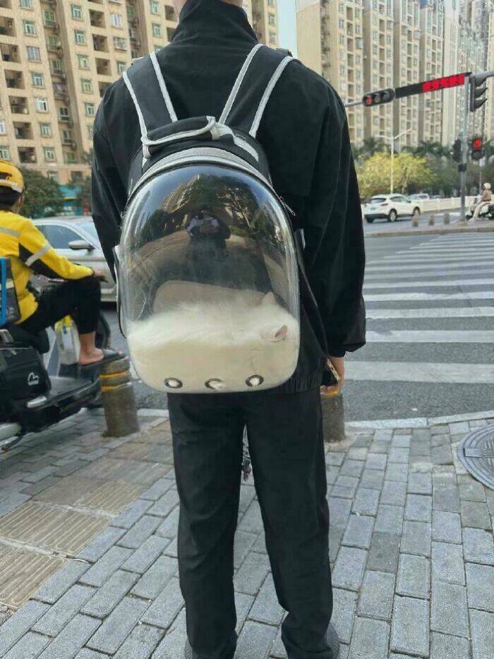 Adorable Cat Photos That Will Instantly Brighten Your Day