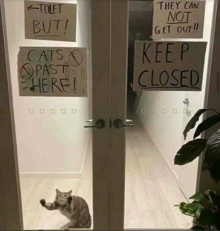 Adorable Cat Photos That Will Instantly Brighten Your Day