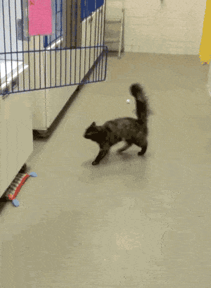 Daily Gifdump Daily Gifdump