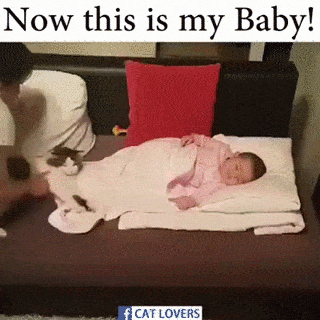 Daily Gifdump Daily Gifdump