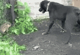 Daily Gifdump Daily Gifdump