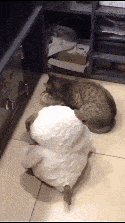 Daily Gifdump Daily Gifdump