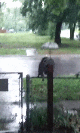 Daily Gifdump Daily Gifdump