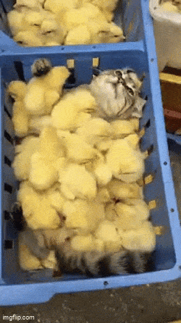 Daily Gifdump Daily Gifdump