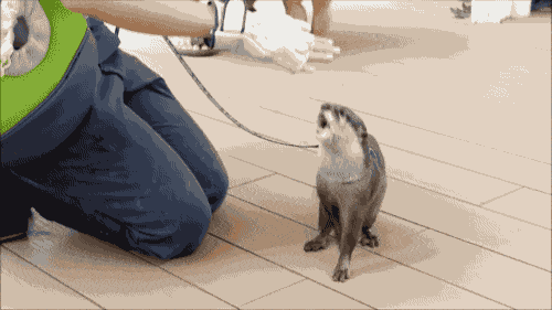 Daily Gifdump Daily Gifdump