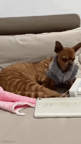 Daily Gifdump Daily Gifdump