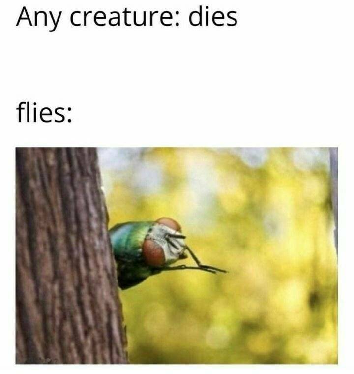 Funny Picdump