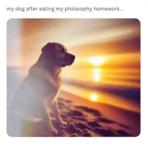 Paw-sitively Hilarious Dog Memes For The Bestest Boys