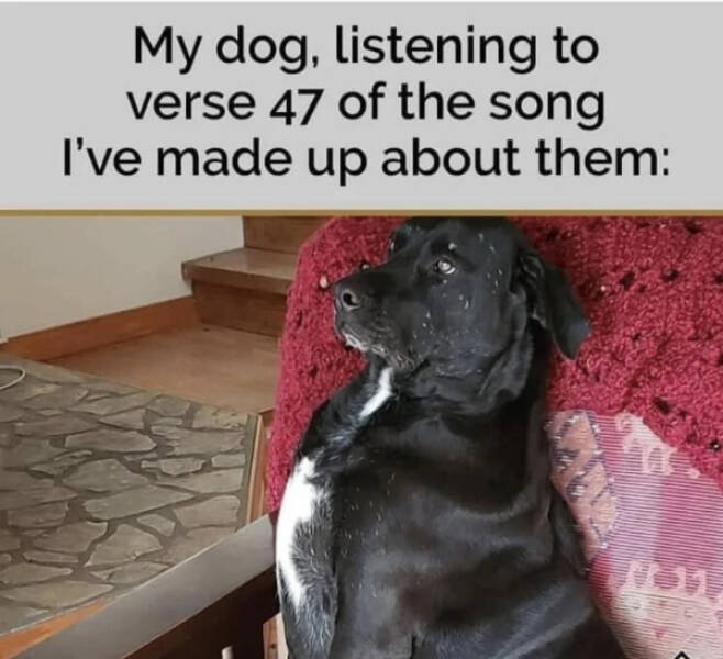 Paw-sitively Hilarious Dog Memes For The Bestest Boys