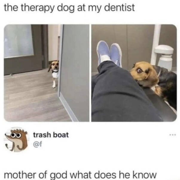 Paw-sitively Hilarious Dog Memes For The Bestest Boys
