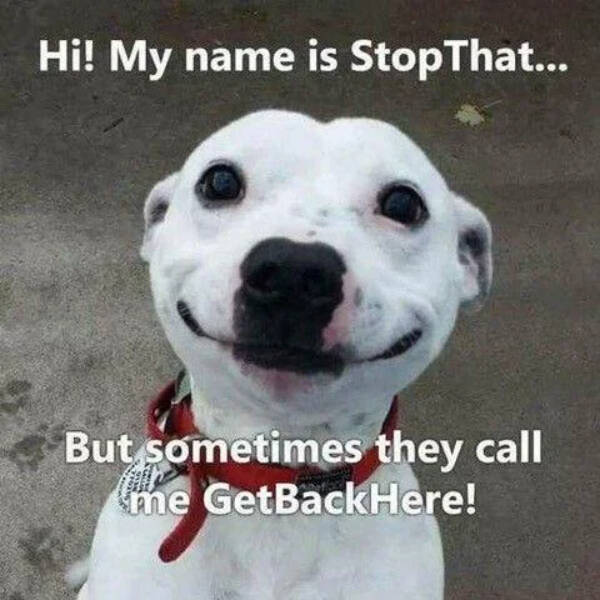 Paw-sitively Hilarious Dog Memes For The Bestest Boys