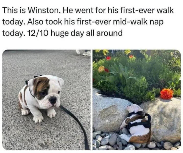 Paw-sitively Hilarious Dog Memes For The Bestest Boys