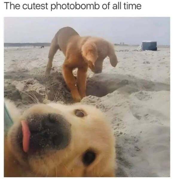 Paw-sitively Hilarious Dog Memes For The Bestest Boys