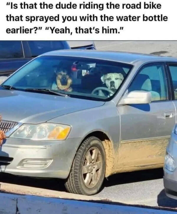 Paw-sitively Hilarious Dog Memes For The Bestest Boys