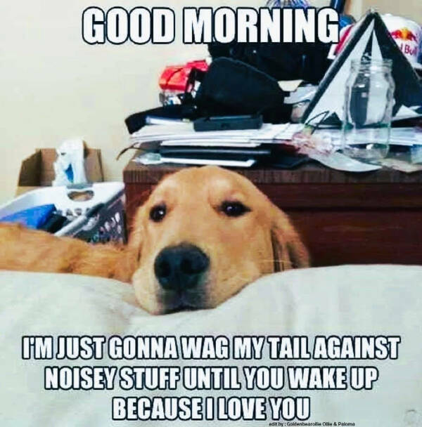 Paw-sitively Hilarious Dog Memes For The Bestest Boys