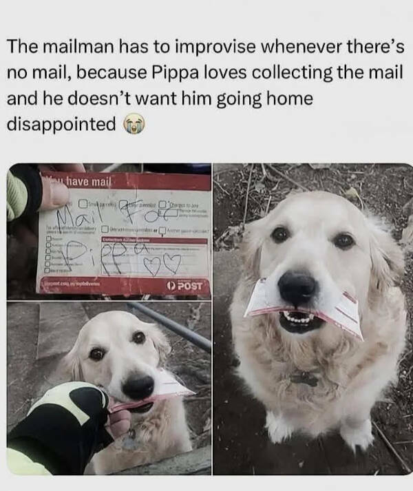 Paw-sitively Hilarious Dog Memes For The Bestest Boys