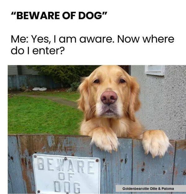 Paw-sitively Hilarious Dog Memes For The Bestest Boys