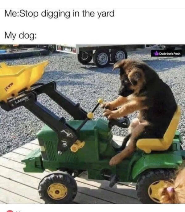 Paw-sitively Hilarious Dog Memes For The Bestest Boys