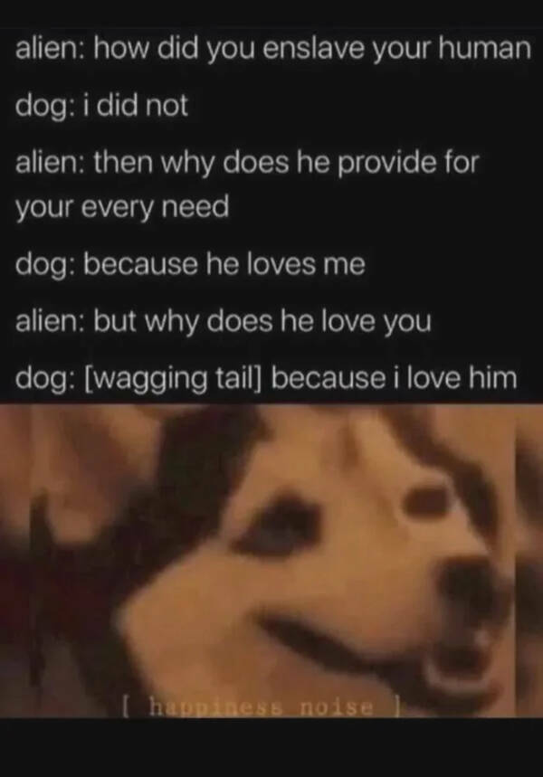 Paw-sitively Hilarious Dog Memes For The Bestest Boys