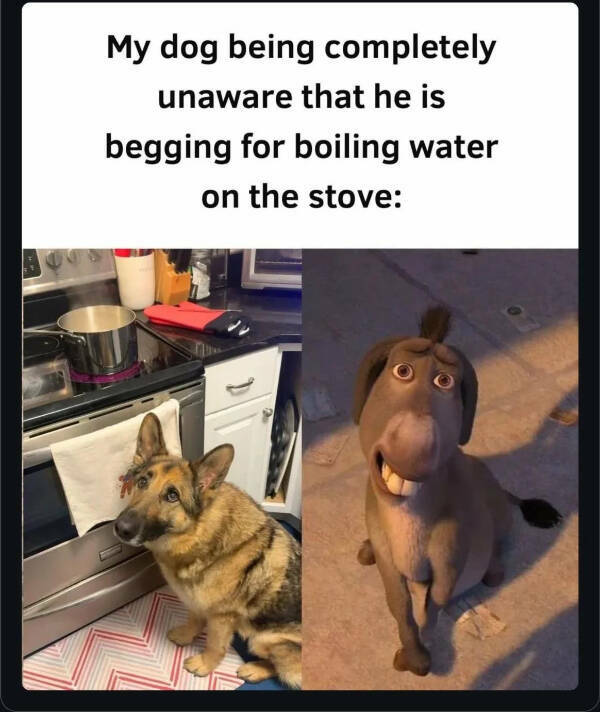 Paw-sitively Hilarious Dog Memes For The Bestest Boys