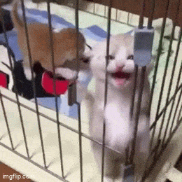 Daily Gifdump