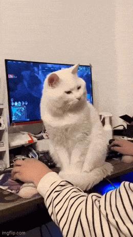 Daily Gifdump
