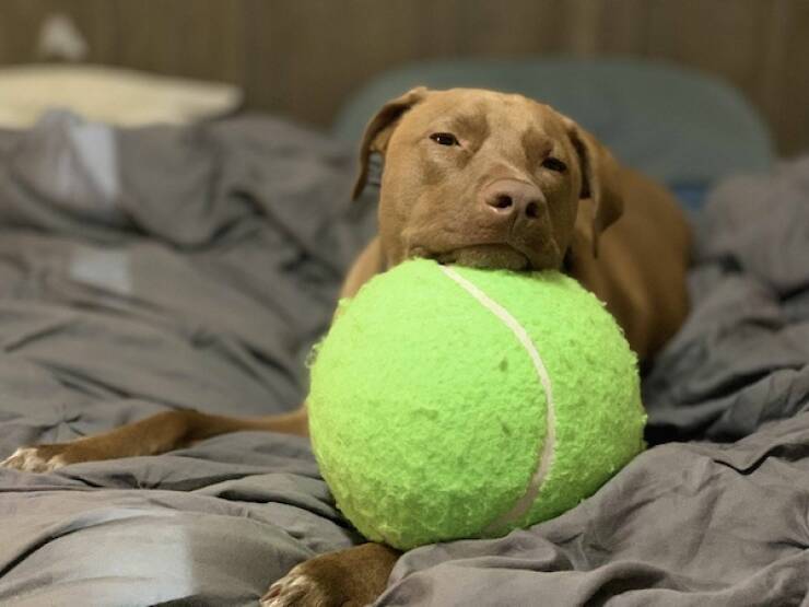 Animals Just Out Here Being Ridiculously Hilarious