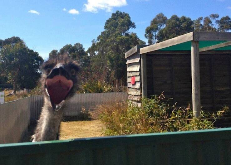 Animals Just Out Here Being Ridiculously Hilarious