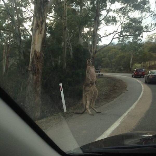 Animals Just Out Here Being Ridiculously Hilarious