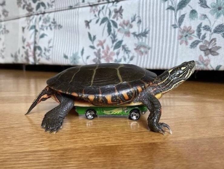 Animals Just Out Here Being Ridiculously Hilarious