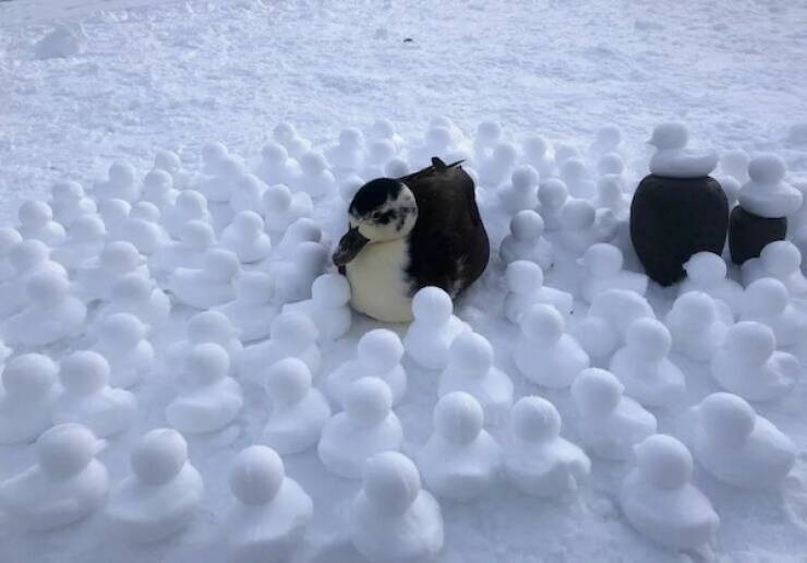 Animals Just Out Here Being Ridiculously Hilarious