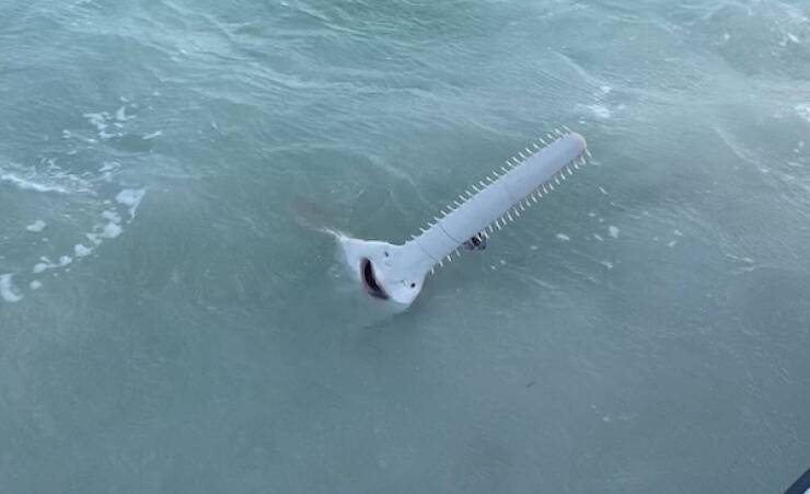 Animals Just Out Here Being Ridiculously Hilarious