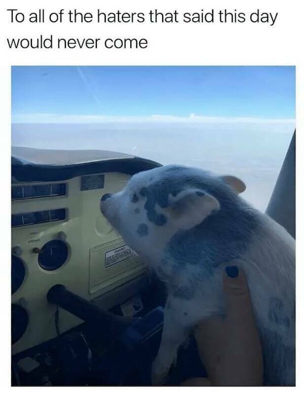 Animals Just Out Here Being Ridiculously Hilarious