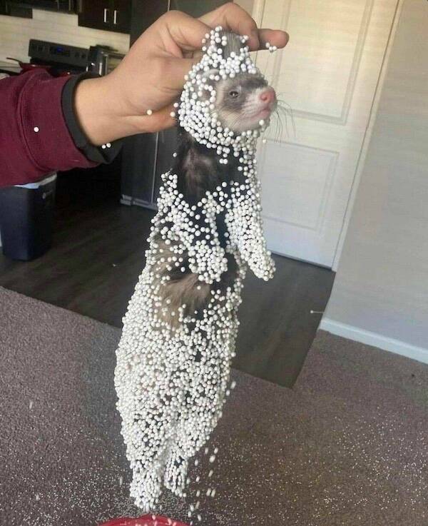 Animals Just Out Here Being Ridiculously Hilarious