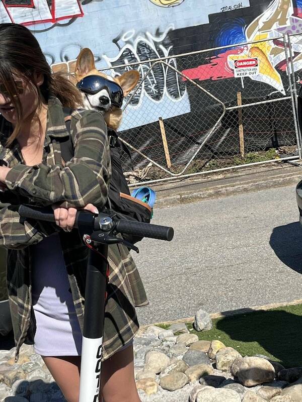 Animals Just Out Here Being Ridiculously Hilarious