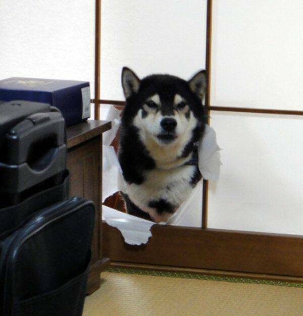 Animals Just Out Here Being Ridiculously Hilarious