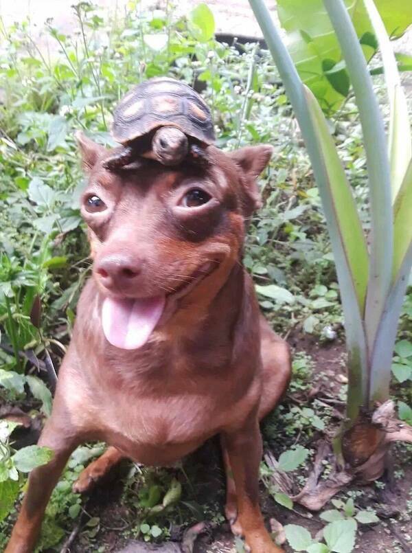 Animals Just Out Here Being Ridiculously Hilarious