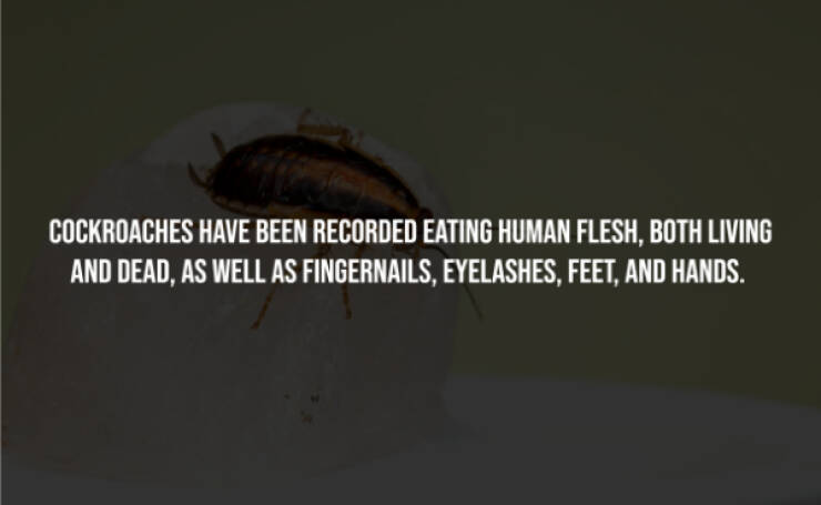 Creepy Facts You Can’t Unknow