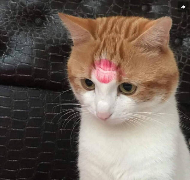 Purrfectly Hilarious Cat Moments