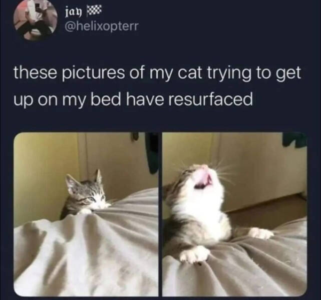 Purrfectly Hilarious Cat Moments