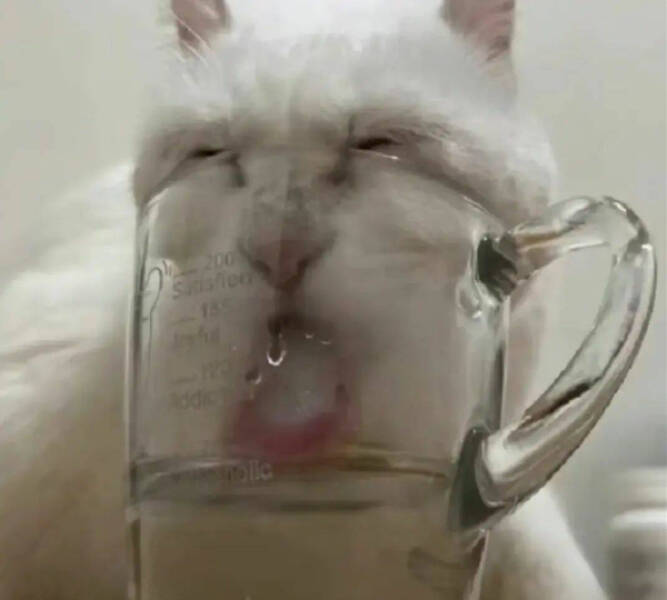 Purrfectly Hilarious Cat Moments