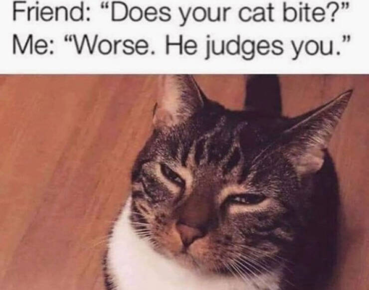 Purrfectly Hilarious Cat Moments Purrfectly Hilarious Cat Moments