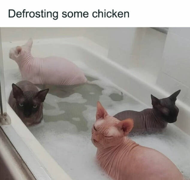 Purrfectly Hilarious Cat Moments Purrfectly Hilarious Cat Moments