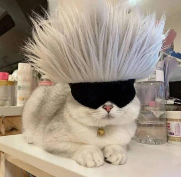 Purrfectly Hilarious Cat Moments Purrfectly Hilarious Cat Moments