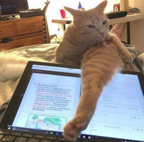 Purrfectly Hilarious Cat Moments Purrfectly Hilarious Cat Moments